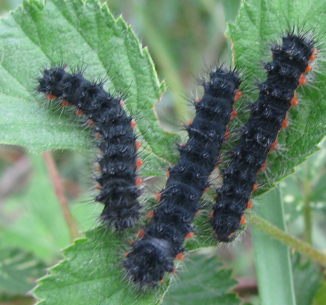 Identificazione bruchi, se possibile!